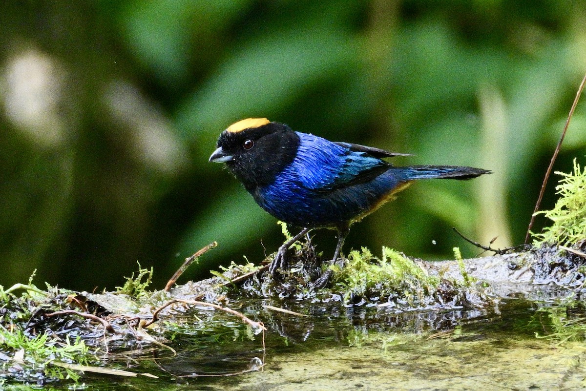 Golden-crowned Tanager - ML634235416