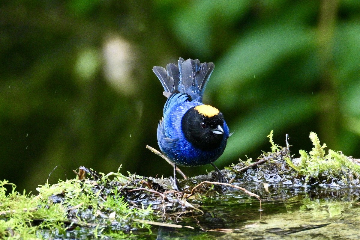 Golden-crowned Tanager - ML634235417