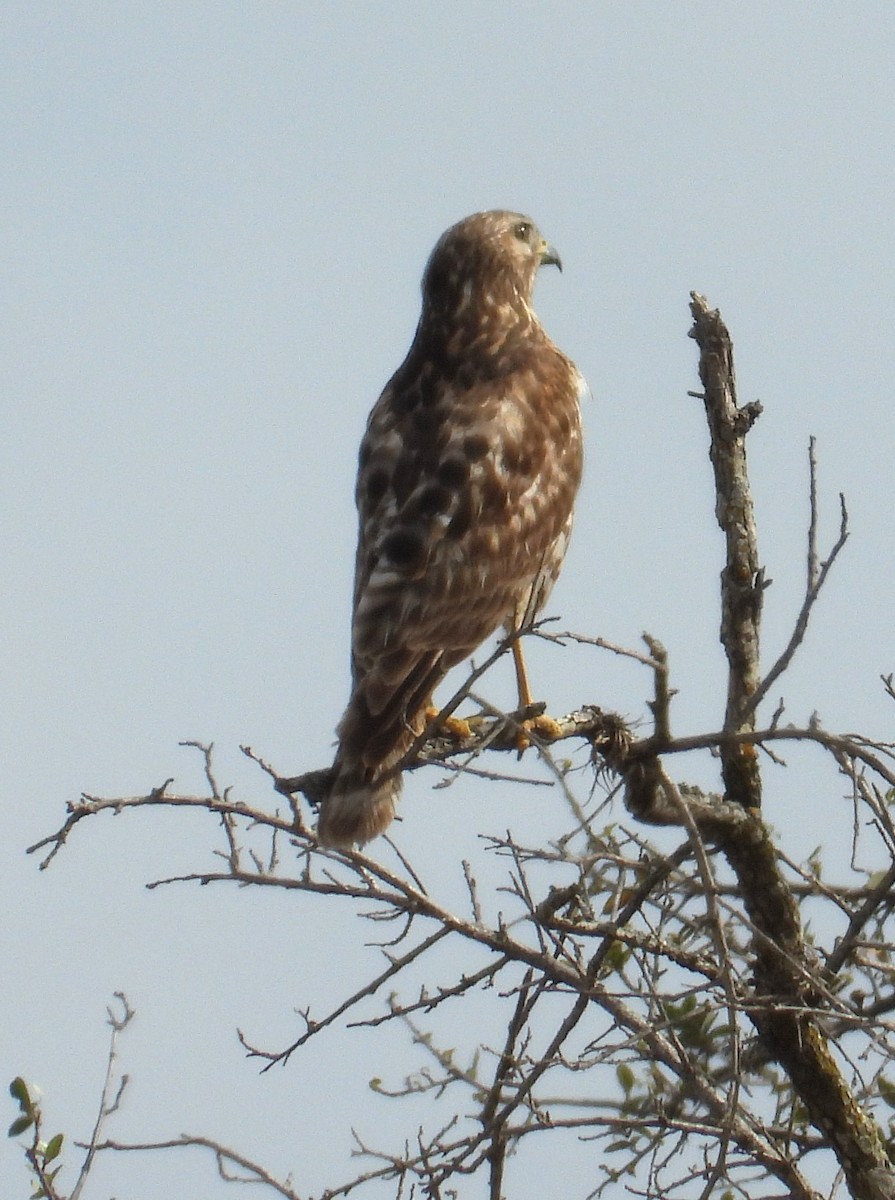 Red-shouldered Hawk - ML634235453