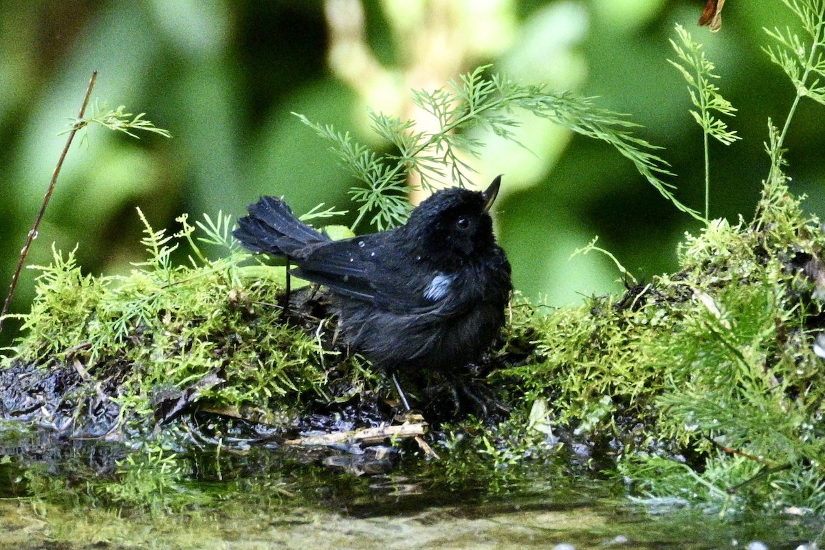 Glossy Flowerpiercer - ML634235458
