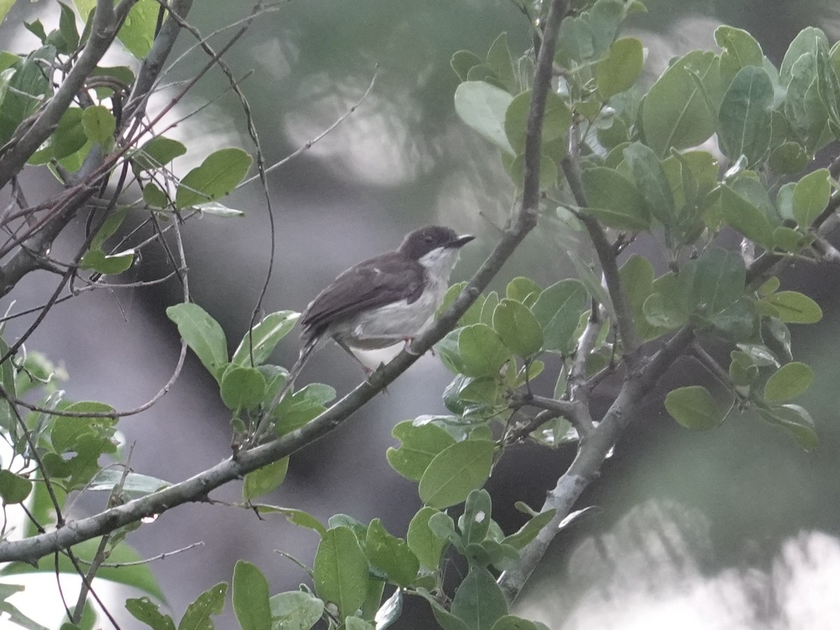 Black-headed Apalis - ML634235484