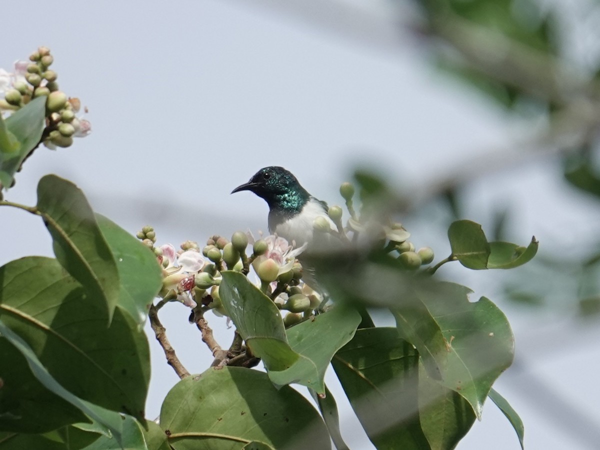 Amani Sunbird - ML634235508