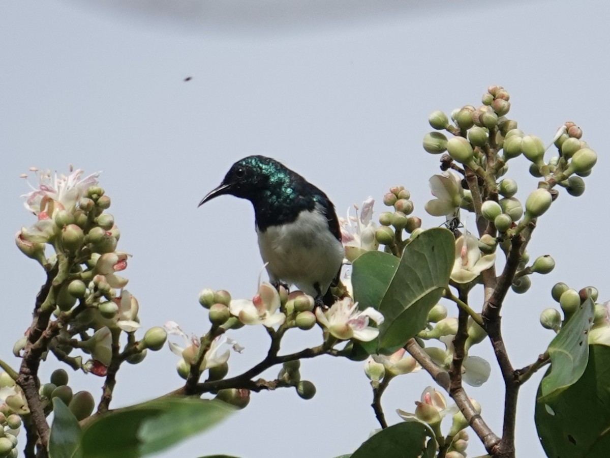 Amani Sunbird - ML634235509