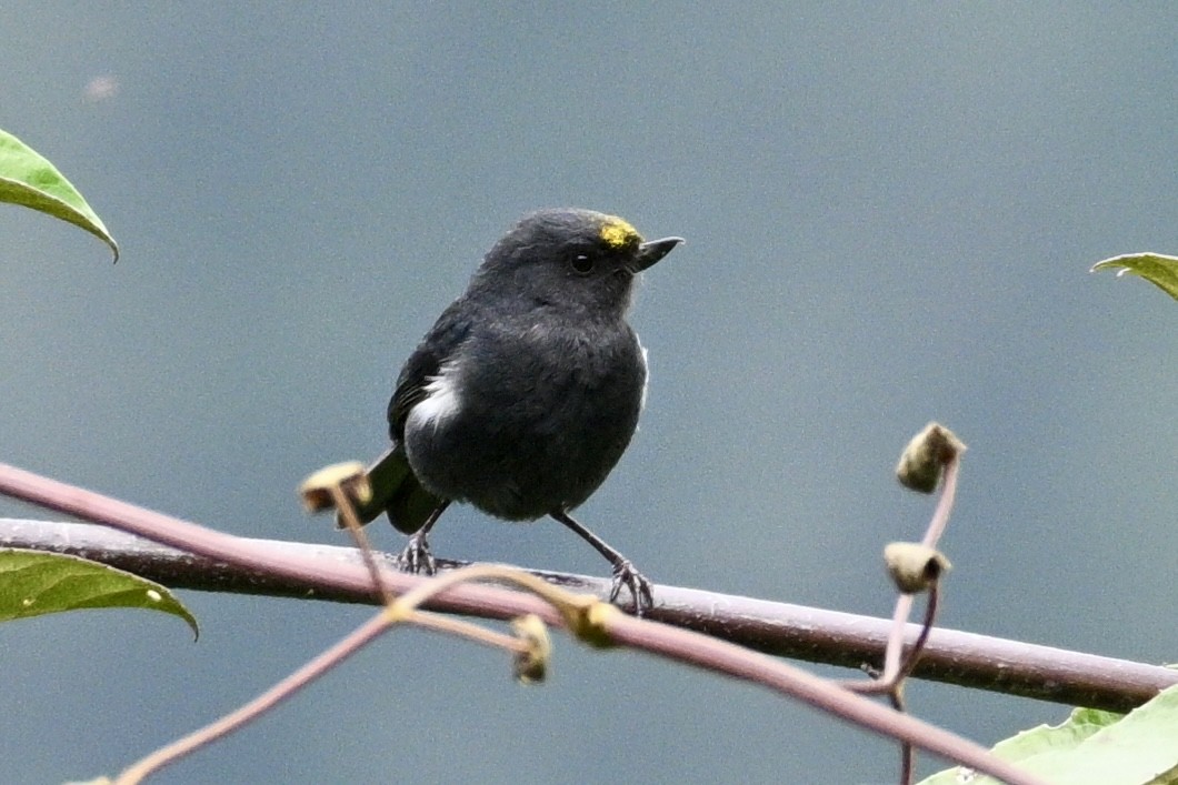 White-sided Flowerpiercer - ML634235511