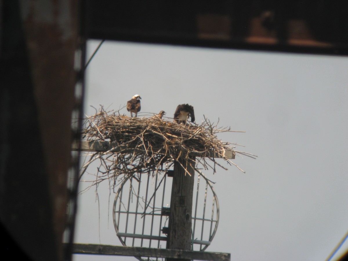 Osprey - ML634235517