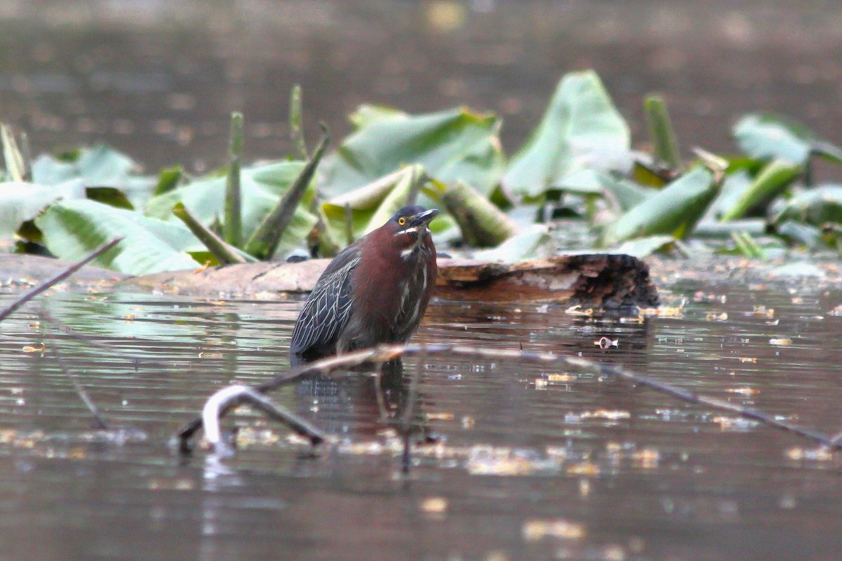 Garcilla Verde - ML634235525