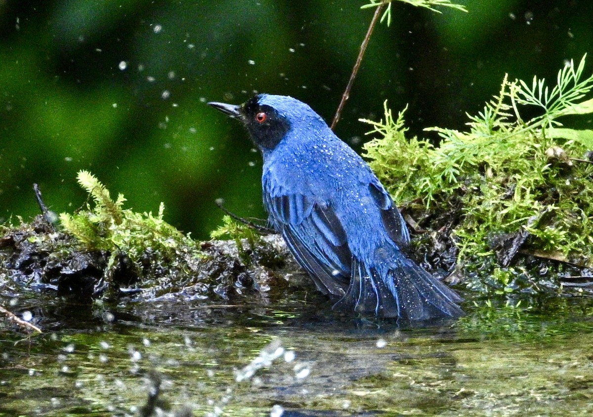 Masked Flowerpiercer (cyanea Group) - ML634235556