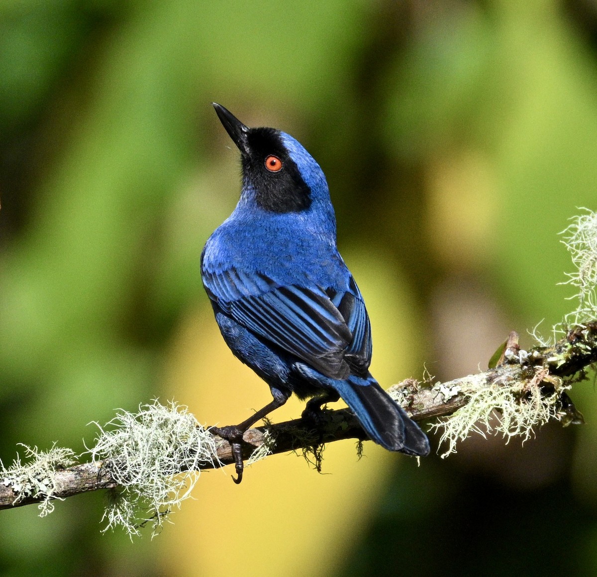 Masked Flowerpiercer (cyanea Group) - ML634235557
