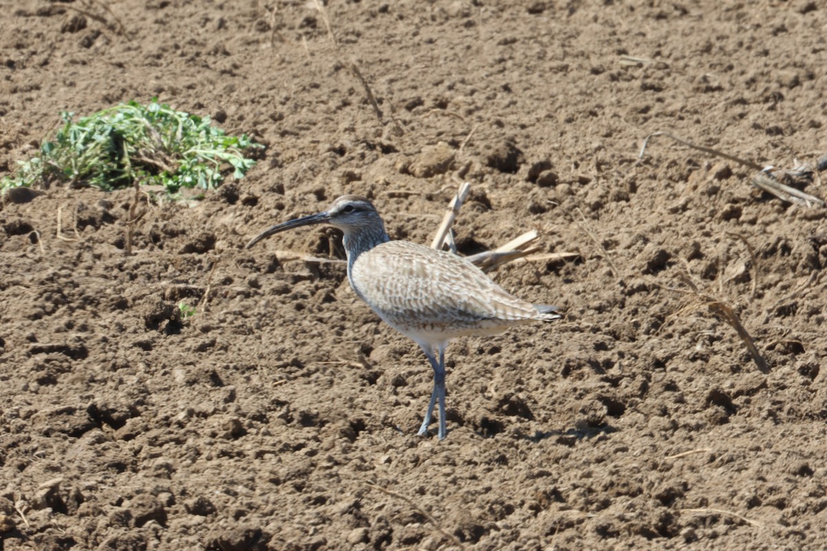Hudsonian Whimbrel - ML634235680