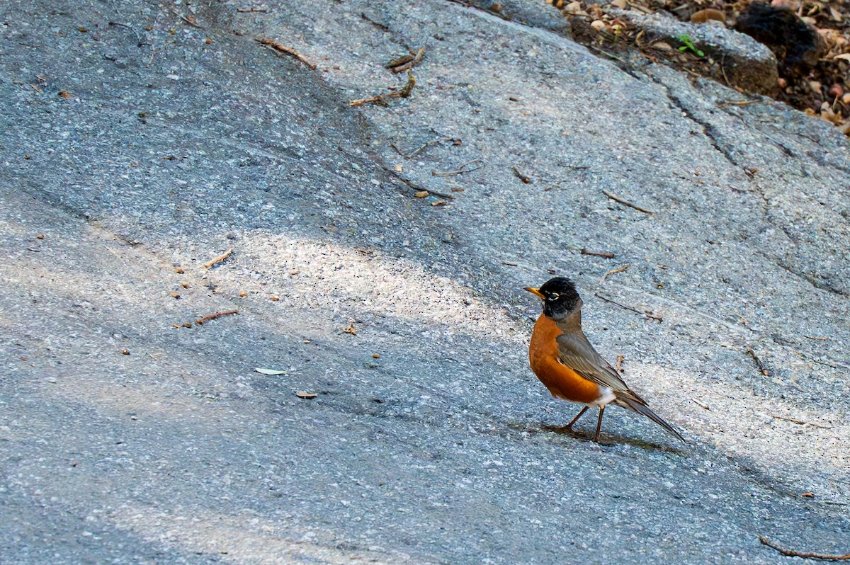 American Robin - ML634235700