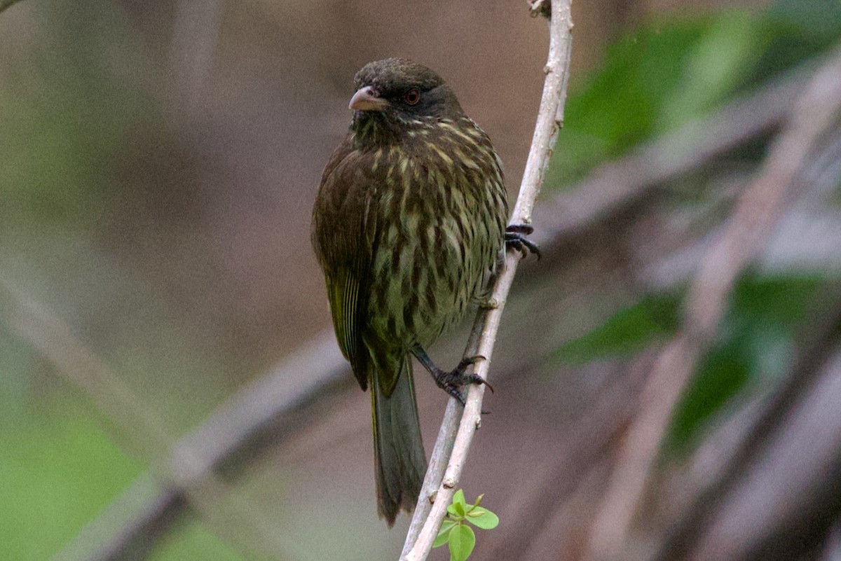 Palmchat - ML634235701