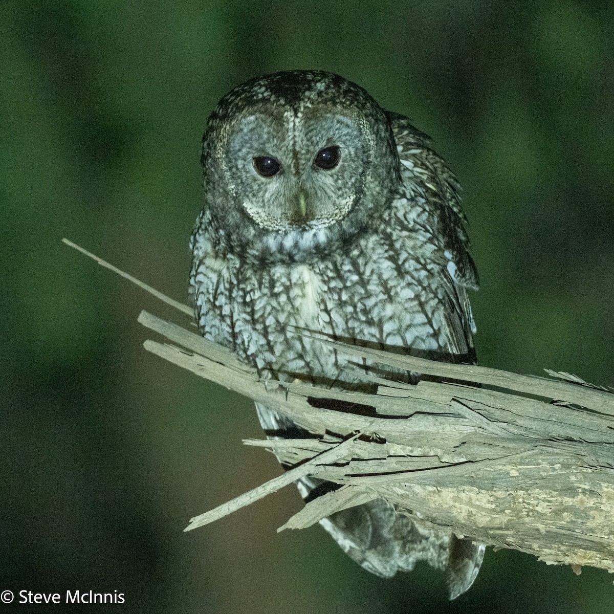 Maghreb Owl - ML634235733