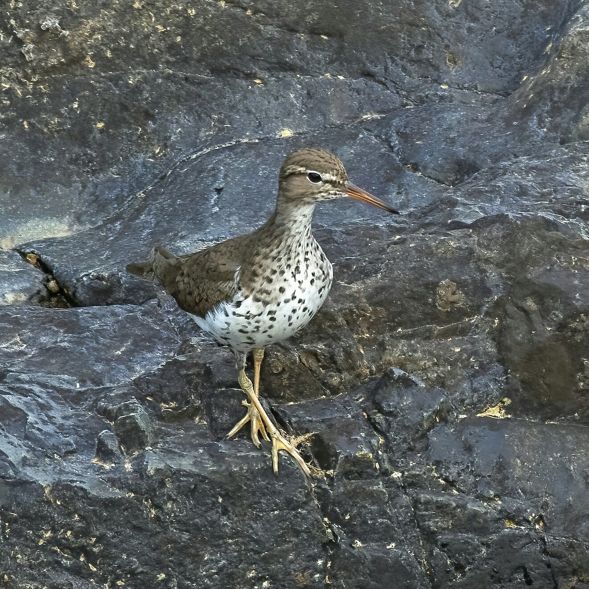 Andarríos Maculado - ML634235774