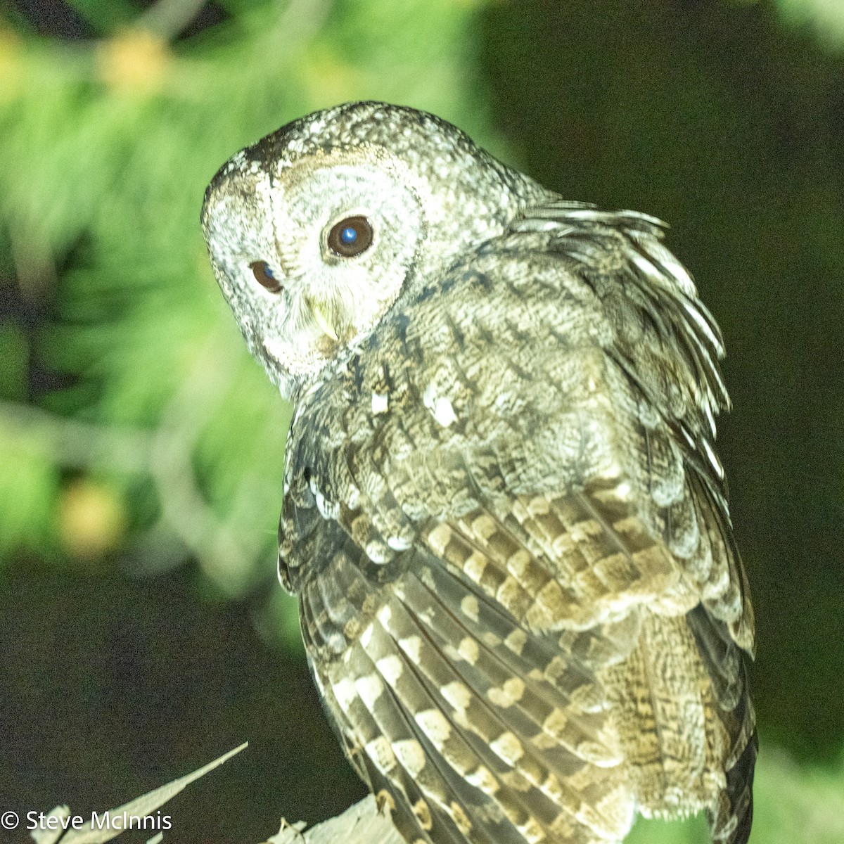 Maghreb Owl - ML634235784