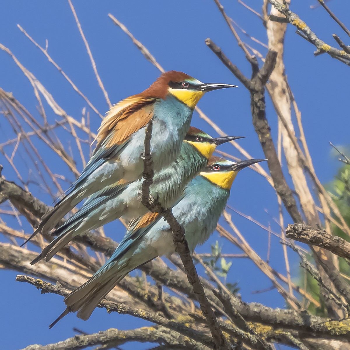 European Bee-eater - ML634235886