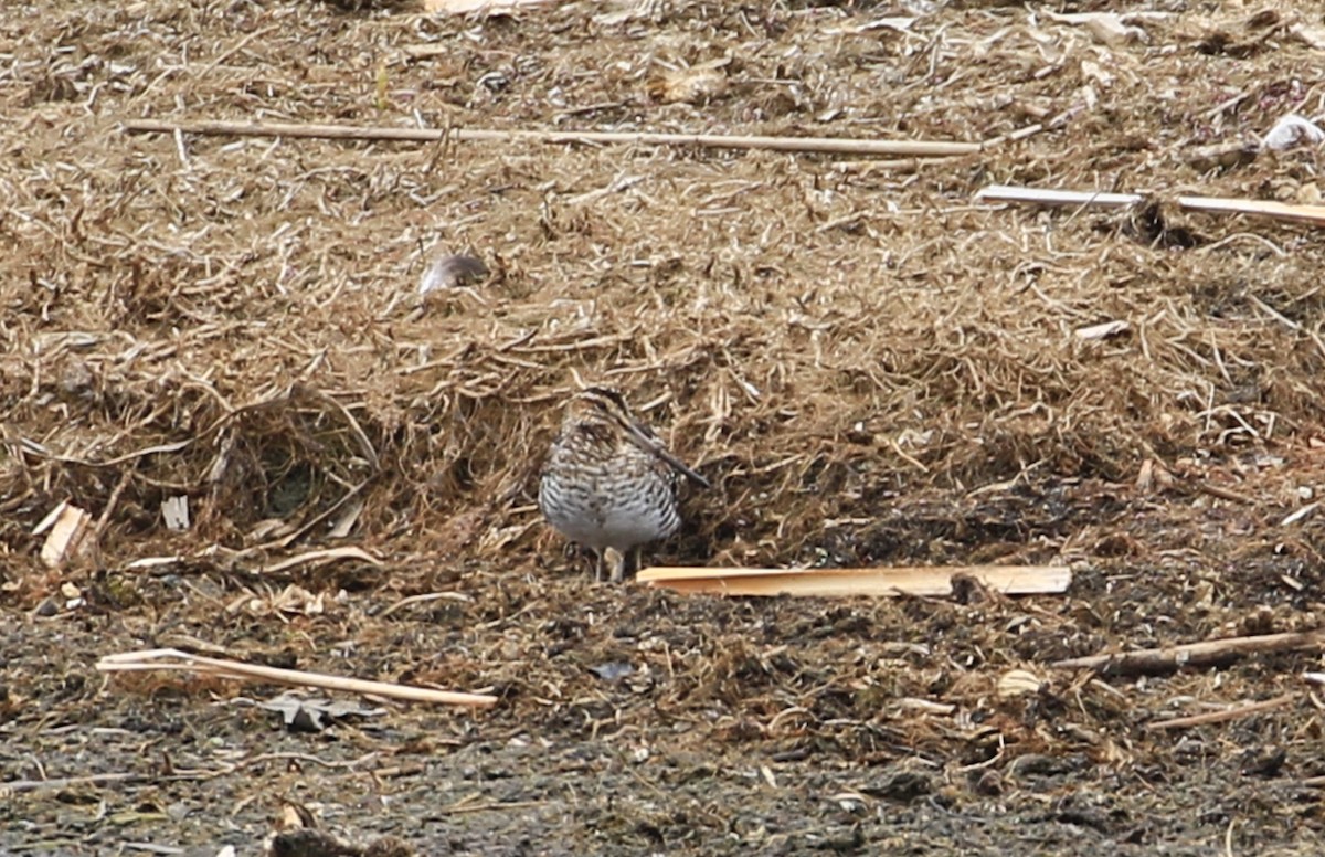 Wilson's Snipe - ML634236020