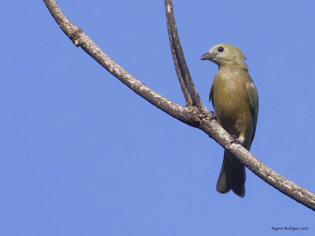 Palm Tanager - ML634236128