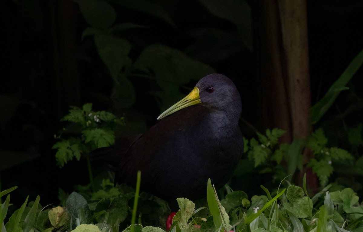 Blackish Rail - ML634236373