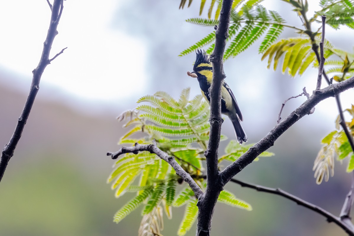 Himalayan Black-lored Tit - ML634236404