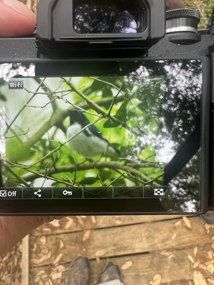 lesňáček modrohřbetý - ML634236409