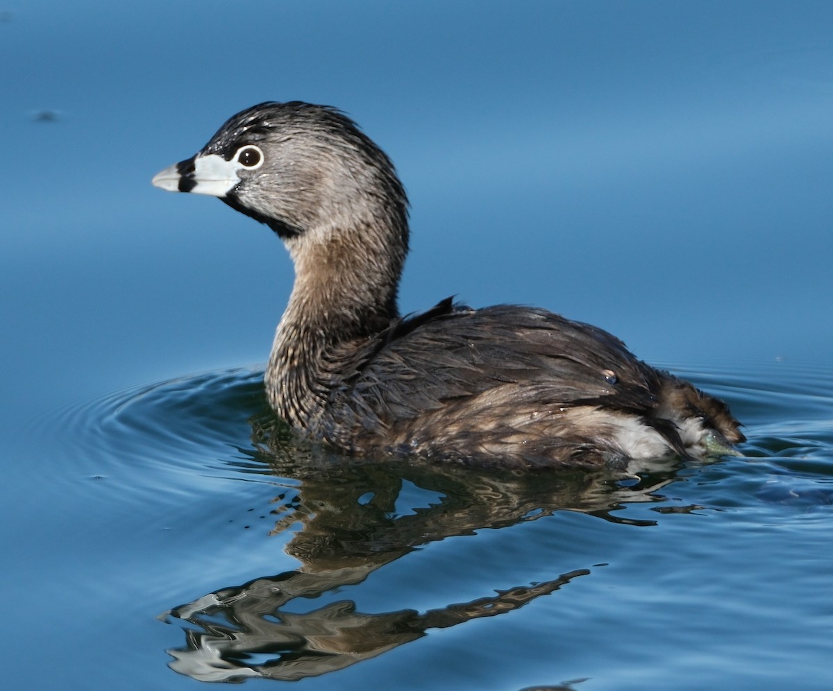 Pied-billed Grebe - ML634236421