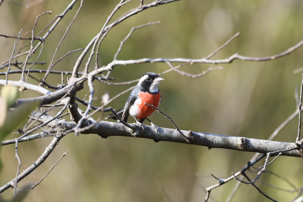 Red-breasted Chat - ML634236445
