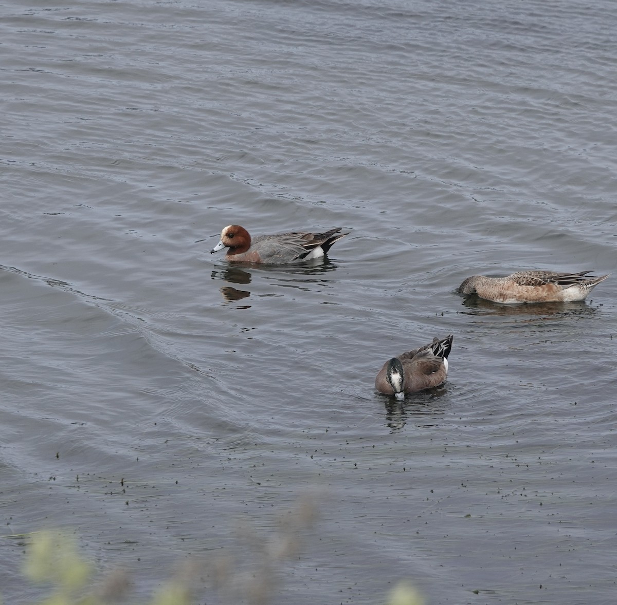 Canard siffleur - ML634236904