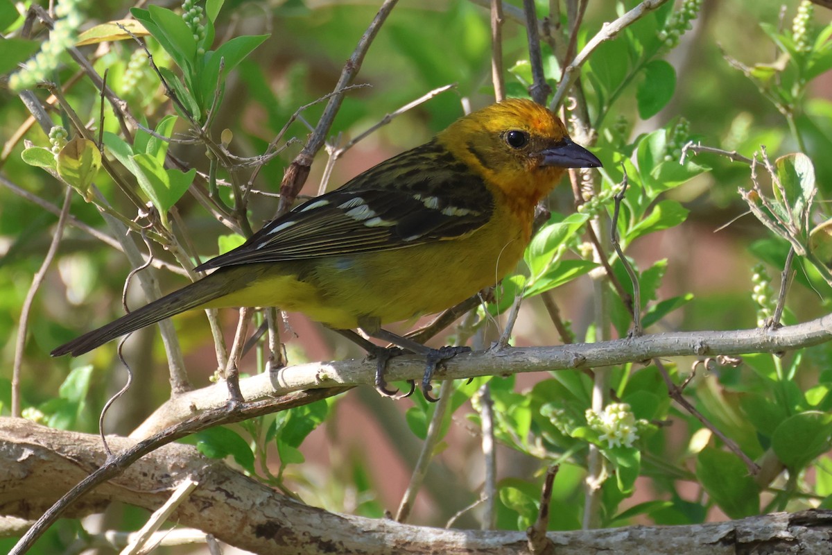 Flame-colored Tanager - ML634236905