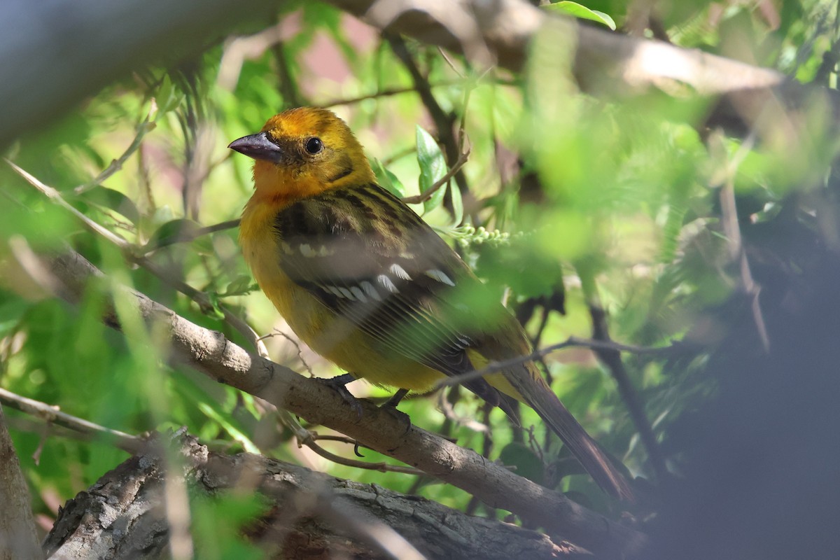 Flame-colored Tanager - ML634236907