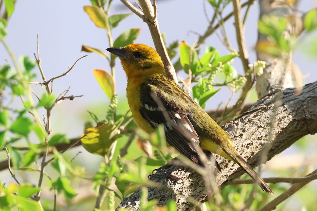 Flame-colored Tanager - ML634236911
