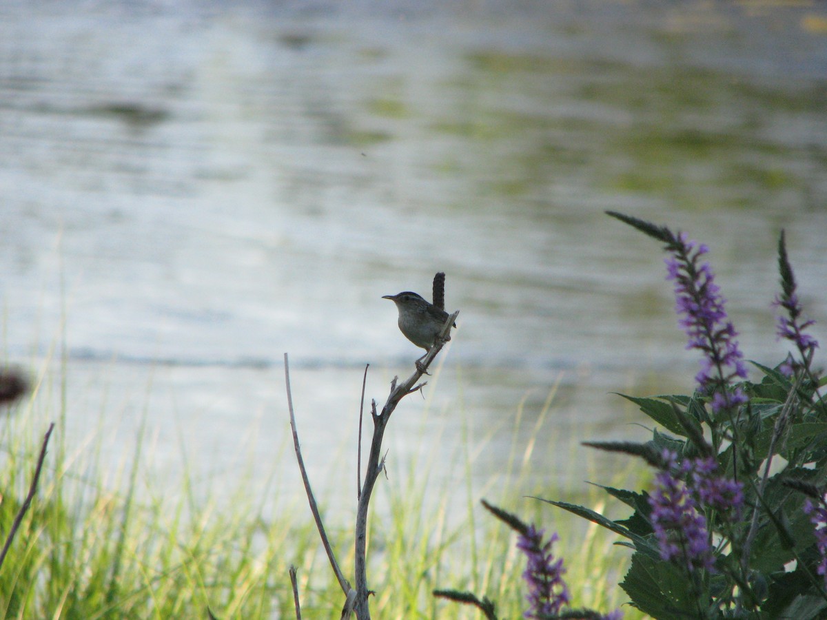 Marsh Wren - ML634236952