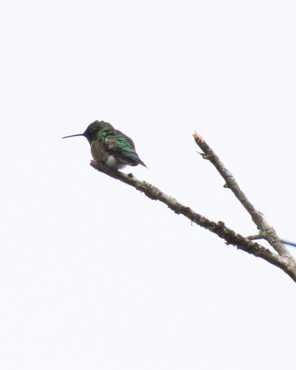 Ruby-throated Hummingbird - ML634236993