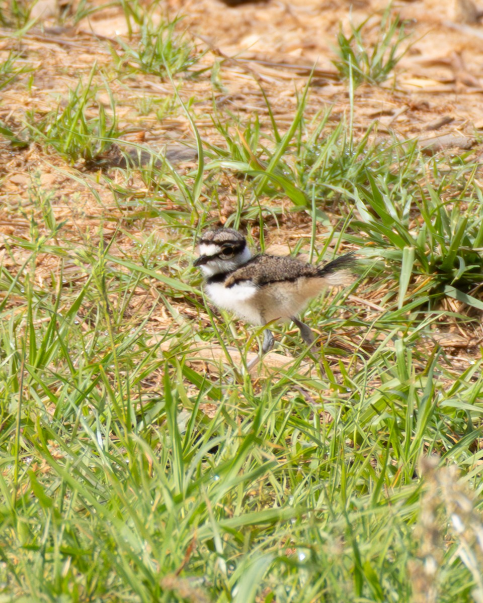 Killdeer - ML634237031