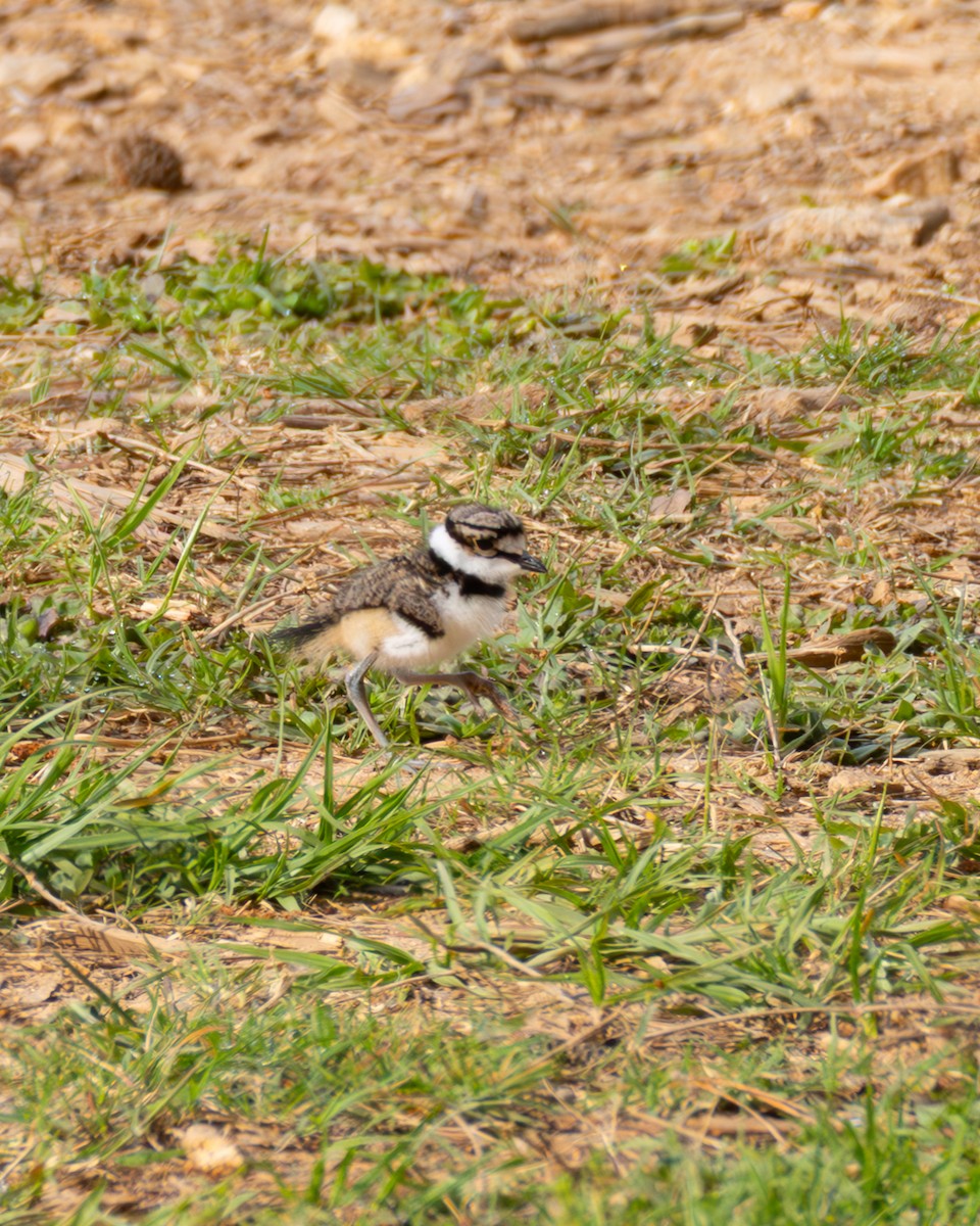 Killdeer - ML634237033