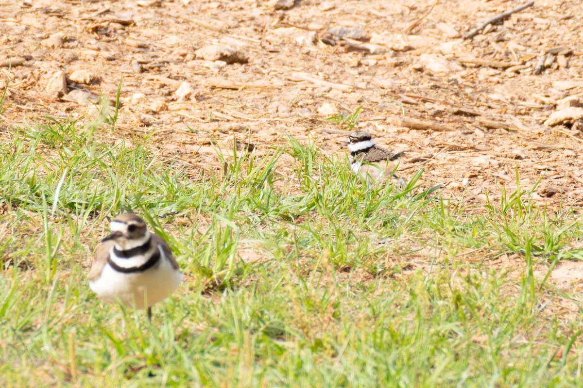 Killdeer - ML634237034