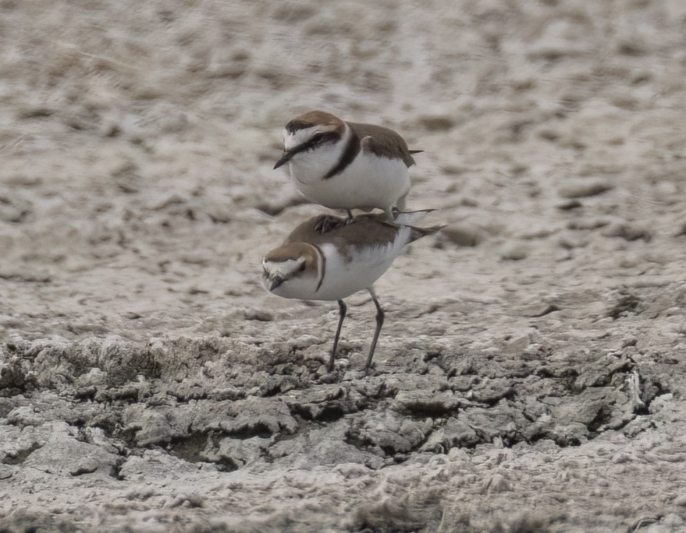 Kentish Plover - ML634237069