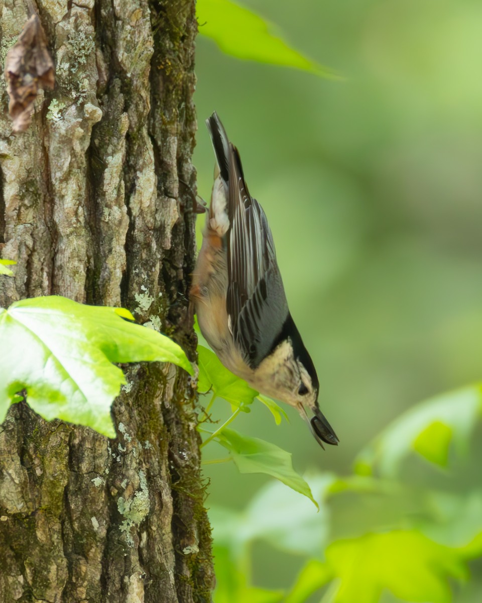 White-breasted Nuthatch - ML634237087