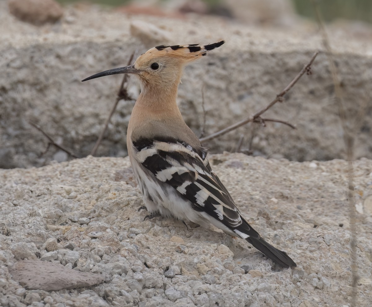 Common Hoopoe - ML634237091