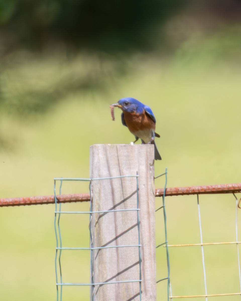 Eastern Bluebird - ML634237103