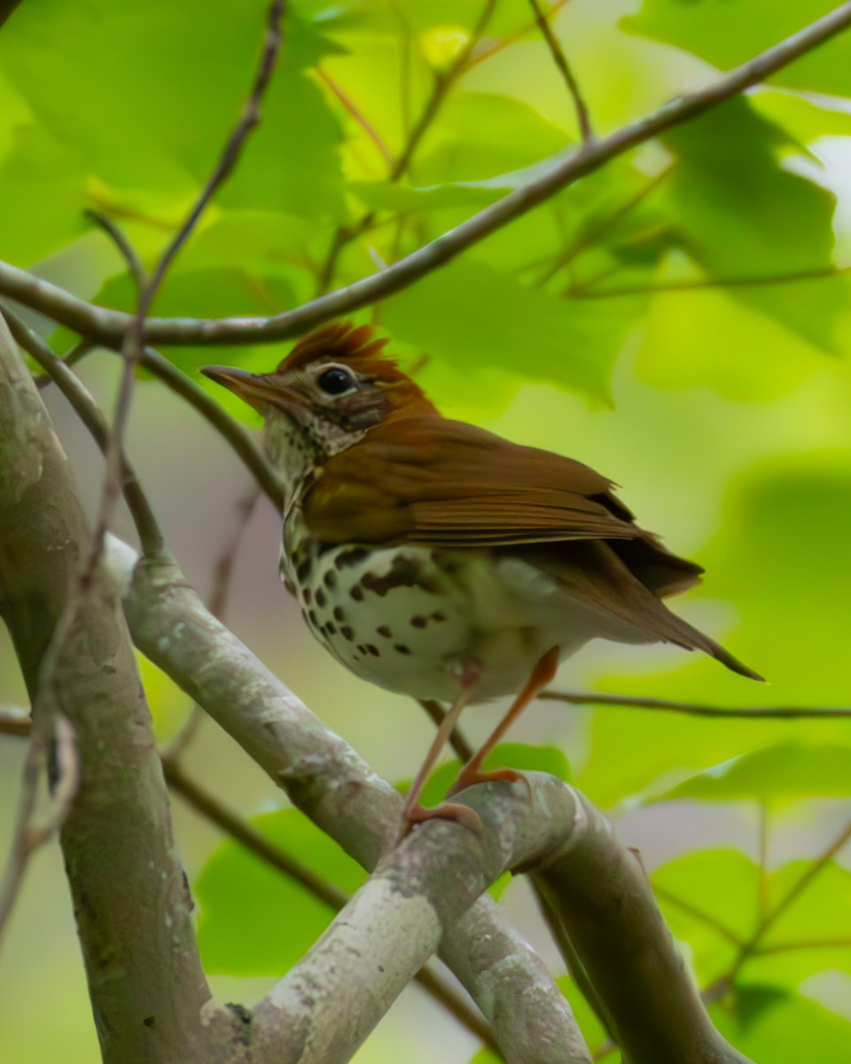 Wood Thrush - ML634237128