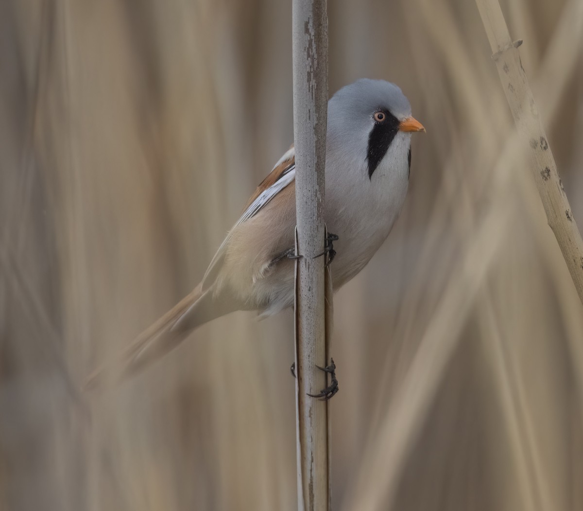 Bearded Reedling - ML634237138