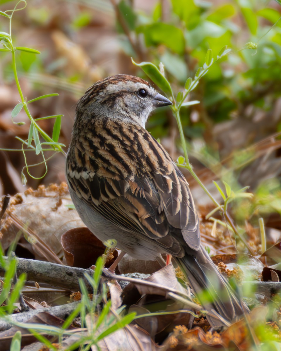 Chipping Sparrow - ML634237147