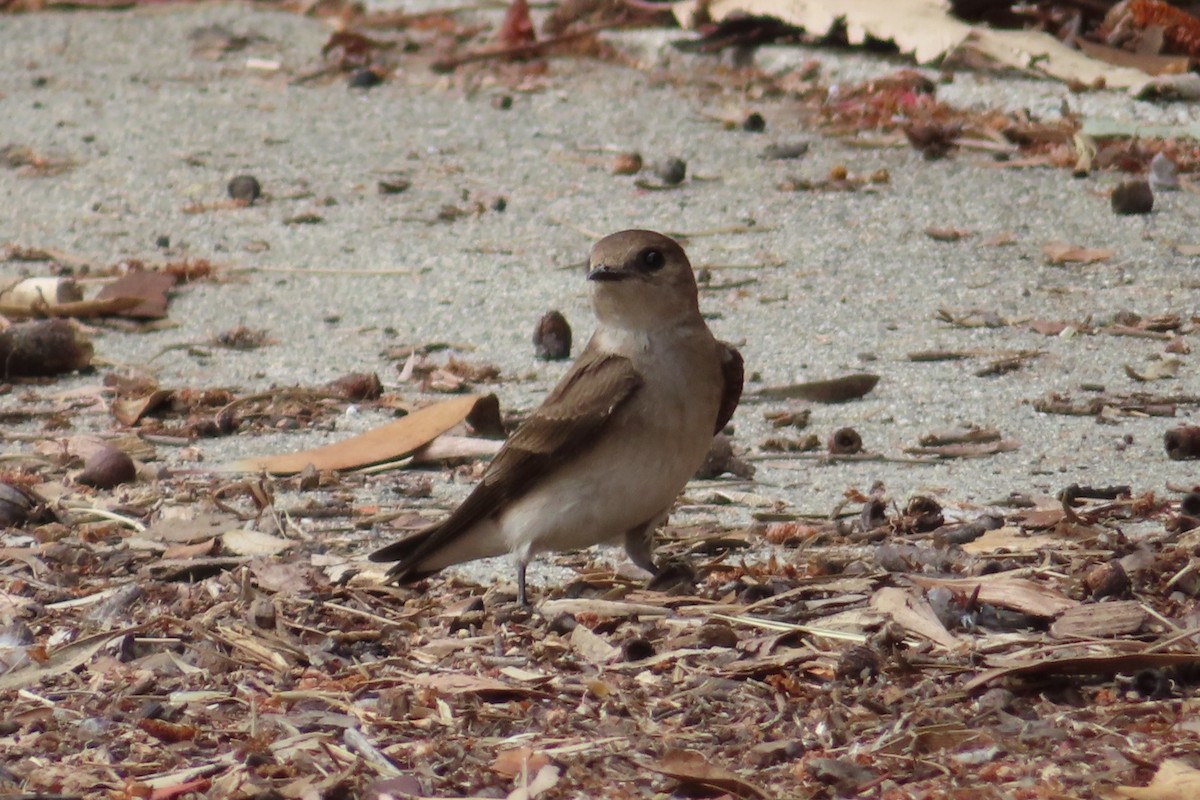 キタオビナシショウドウツバメ - ML634237149