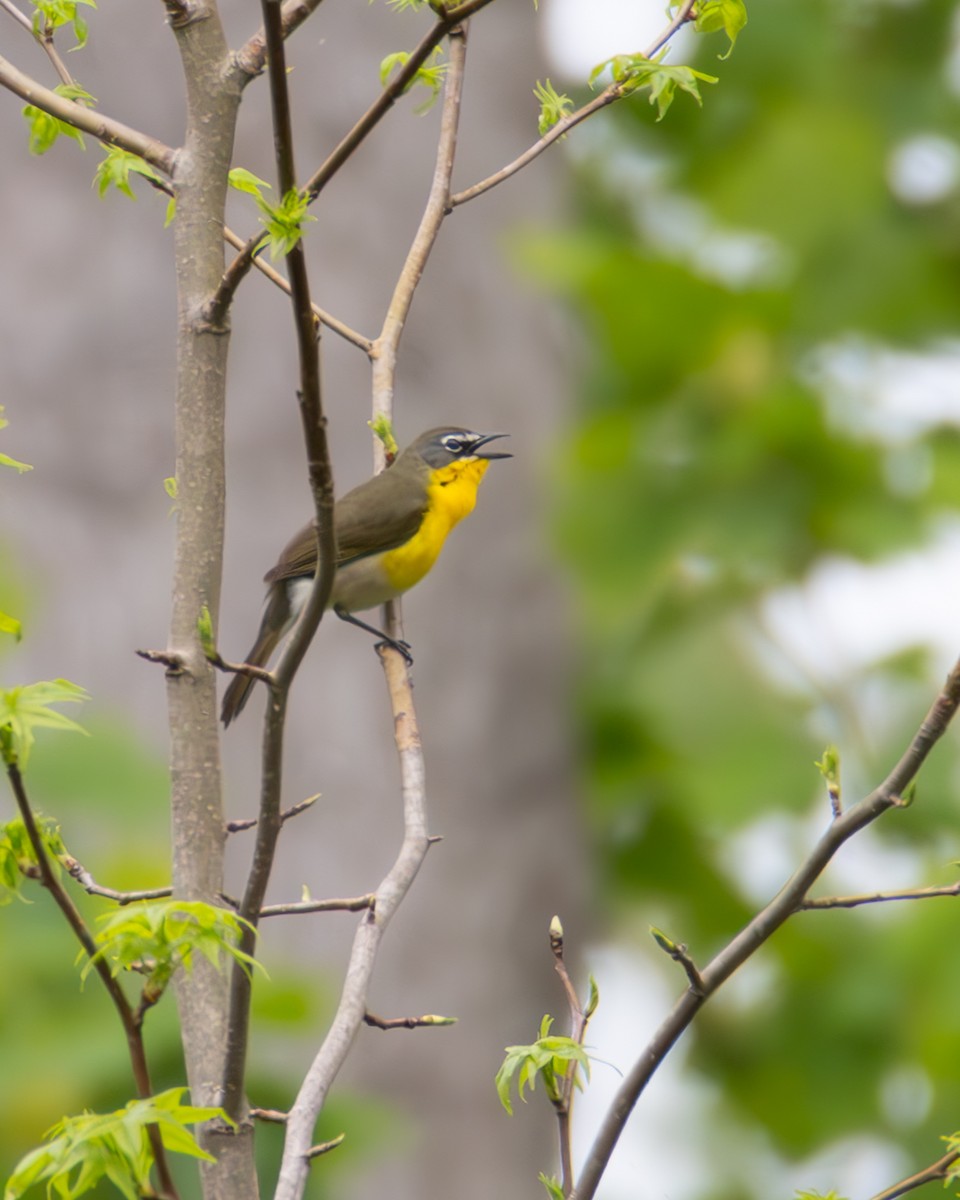 Yellow-breasted Chat - ML634237165