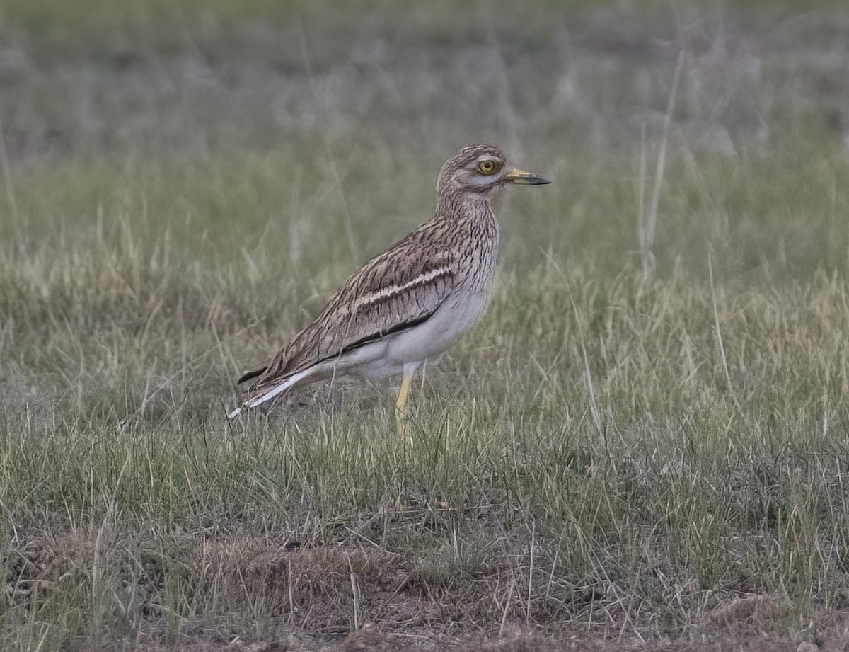 Eurasian Thick-knee - ML634237181