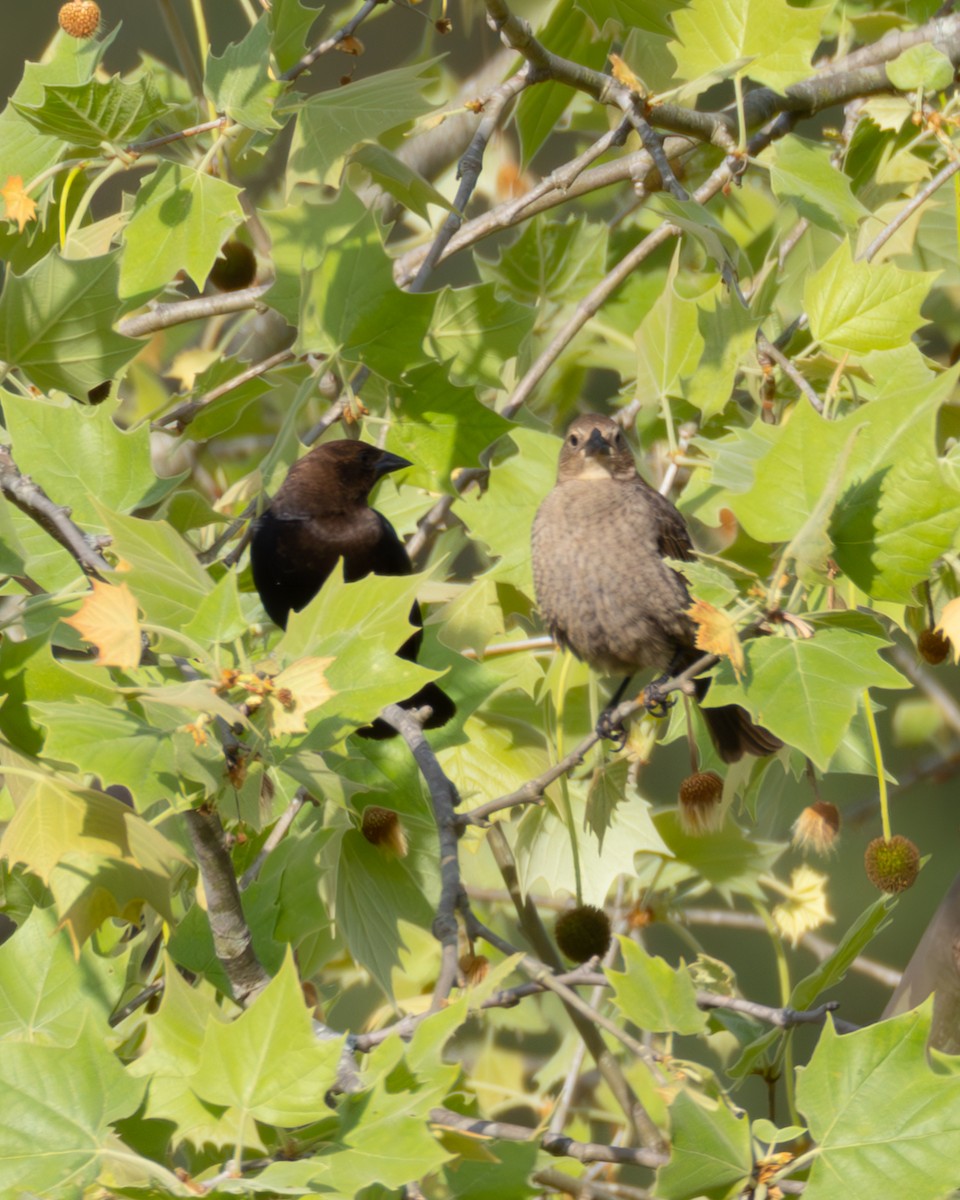 Brown-headed Cowbird - ML634237193