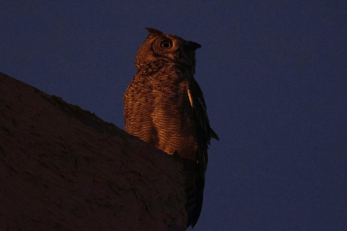 Arabian Eagle-Owl - ML634237226