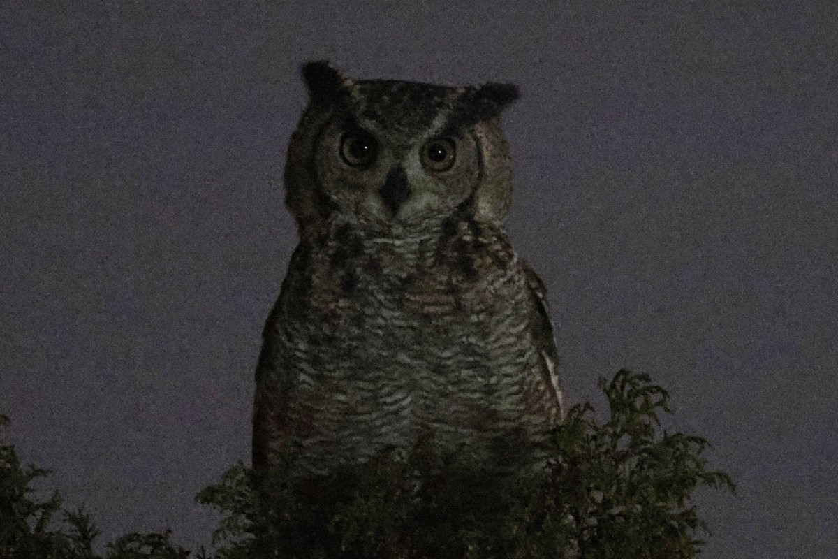 Arabian Eagle-Owl - ML634237227