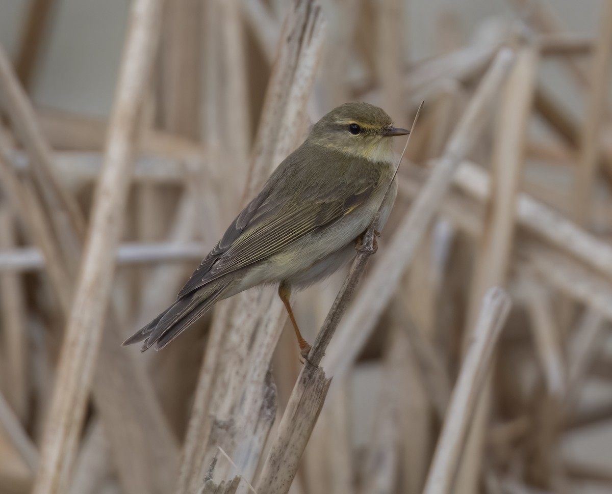 Willow Warbler - ML634237247