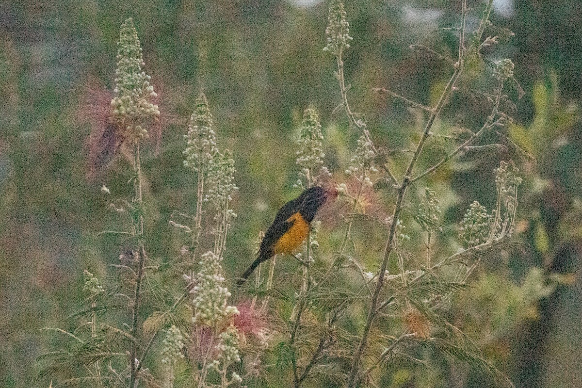 Black-vented Oriole - ML634237260